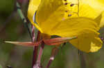 Narrowleaf evening-primrose